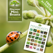 Discover Minibeasts – A Fun Nature Activity for Children