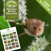 Discover British Mammals – A Fun Nature Activity for Children