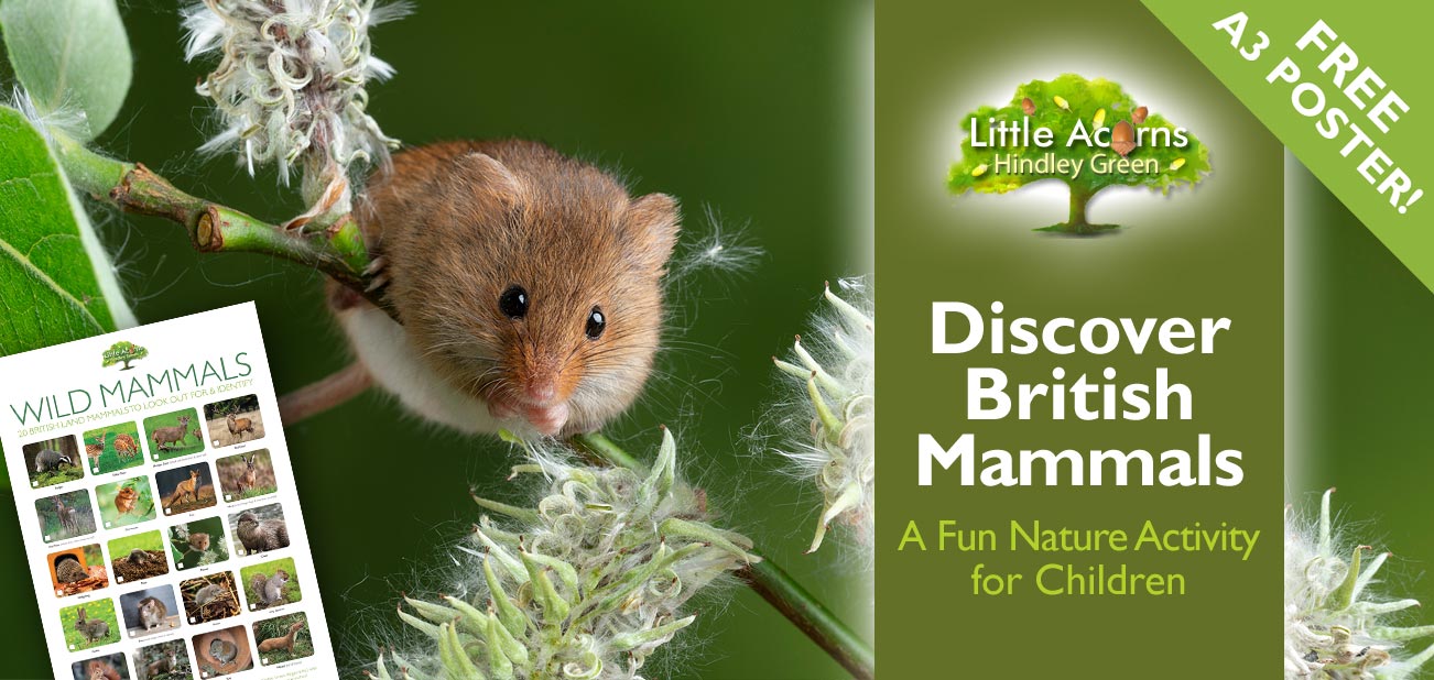 Discover British Mammals – A Fun Nature Activity for Children (with Free Poster!)