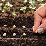 Seeds can be manually spaced out so that, once they grow, the individual plants will be easily separated.