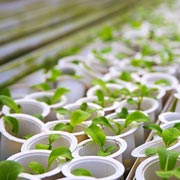 For seed trays, children can use commercially-available seed trays, flower pots, or repurposed margarine tubs and yoghurt pots.