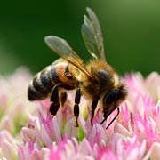Once flowers appear, pollinators like honey bees, bumblebees, butterflies, and hover flies will arrive.