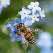 This activity will raise awareness of bees and pollinators in children of all ages.