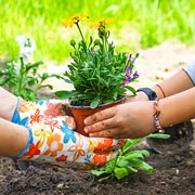 With World Bee Day arriving on the 20th of May and National Children's Gardening Week arriving on the 24th, it's an excellent time for a flower-growing activity for children.