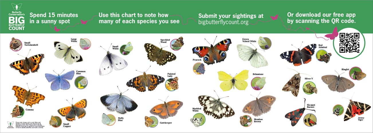 Preview of the ID sheet for 2025's Big Butterfly Count.