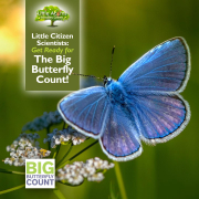 Little Citizen Scientists: Get Ready for The Big Butterfly Count!