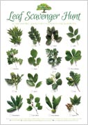 Collect a wide selection of leaves for these activities. Our free leaf reference poster may help.