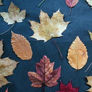 Pressed and dried leaves.