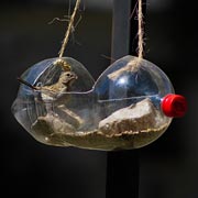This plastic water bottle bird feeder is hung more like a cradle, with access to the feed from the top.