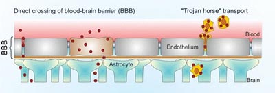 The blood-brain barrier acts as a protective filter between the bloodstream and the brain, but is not fully developed in infancy.