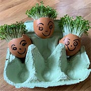 Seedlings of mustard, cress, or microgreens grown in eggshells to look like hair growing on funny characters.