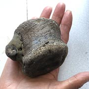 A 195-million-year-old plesiosaurus vertebrae fossil found on a UK beach by the author.