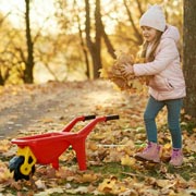 A young girl collects autumn leaves. 
